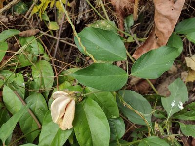 Centrosema macrocarpum, photographed by Alexis López Hernández