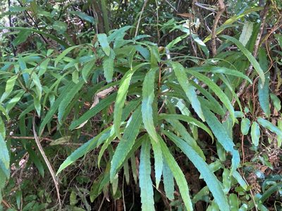 Ixerba brexioides, photographed by nick_goldwater