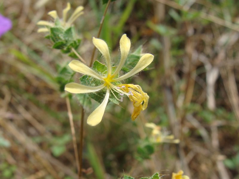 Loeselia ciliata, photographed by Alexis López Hernández