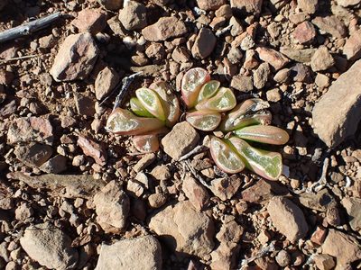 Glottiphyllum nelii, photographed by Di Turner