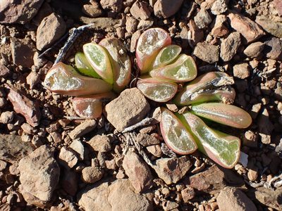 Glottiphyllum nelii, photographed by Di Turner