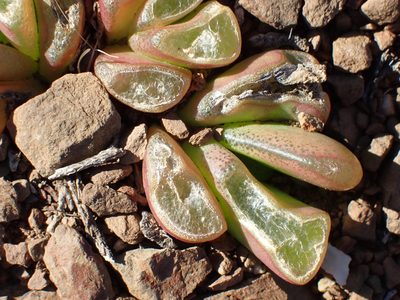 Glottiphyllum nelii, photographed by Di Turner