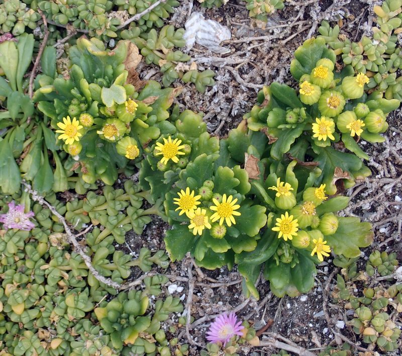 Senecio sterquilinus, photographed by Peter de Lange