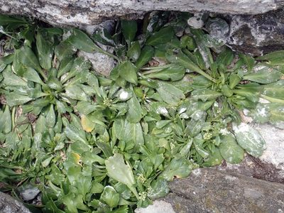 Lepidium oligodontum, photographed by Peter de Lange