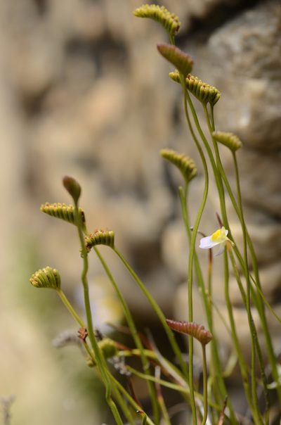 Microschizaea tenella, photographed by Seth Musker