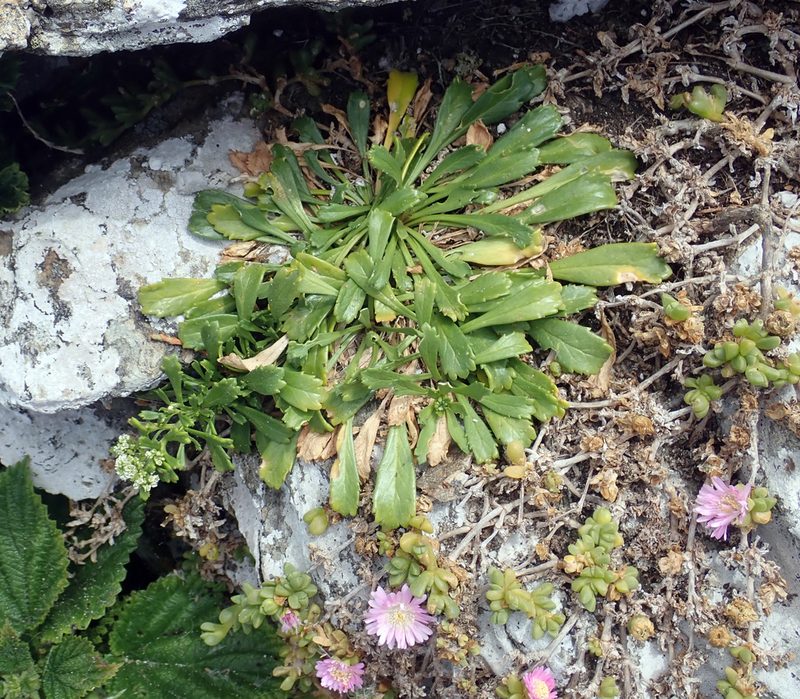 Lepidium oligodontum, photographed by Peter de Lange