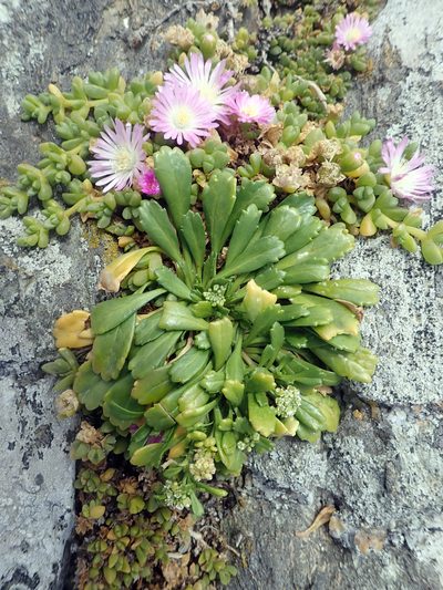 Lepidium oligodontum, photographed by Peter de Lange