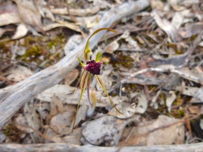 Caladenia parva, photographed by Kiri Bee