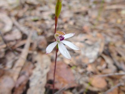 Caladenia cucullata, photographed by Kiri Bee