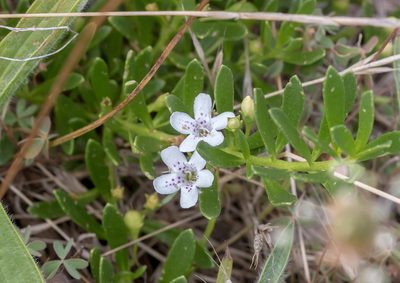 Myoporum parvifolium, photographed by Andrew Allen