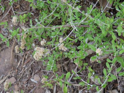Plecostachys polifolia, photographed by Jeremy Gilmore