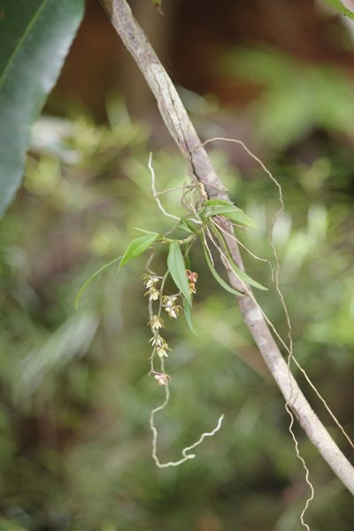 Plectorrhiza tridentata, photographed by mitchell holliday