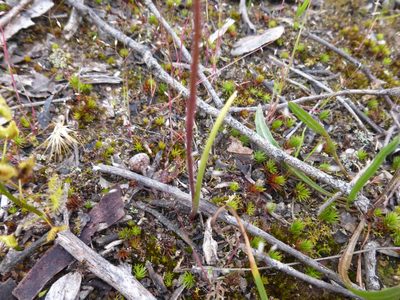 Caladenia moschata, photographed by Kiri Bee