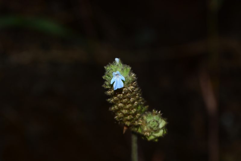 Lavandula gibsonii, photographed by S.MORE