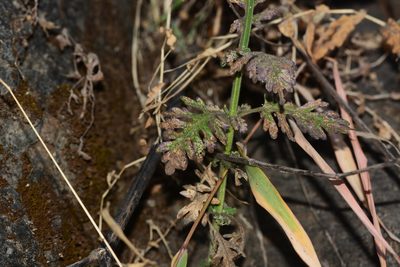 Lavandula gibsonii, photographed by S.MORE