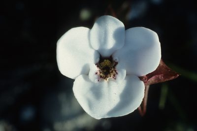Disa fasciata, photographed by Tom Lloyd Evans