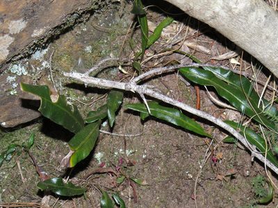 Elaphoglossum acrostichoides, photographed by Jeremy Gilmore