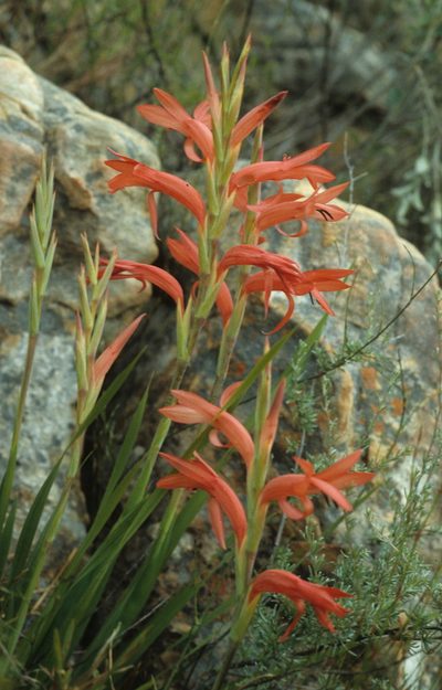 Watsonia spectabilis, photographed by Tom Lloyd Evans