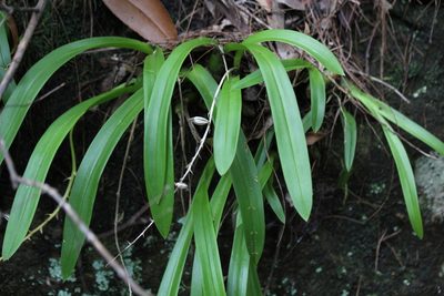 Liparis reflexa, photographed by mitchell holliday