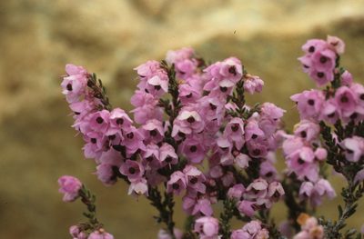 Erica cristiflora, photographed by Tom Lloyd Evans