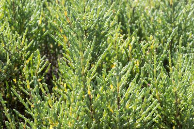 Tecticornia arbuscula, photographed by Andrew Allen