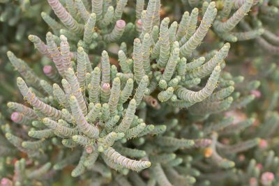 Tecticornia pergranulata, photographed by Andrew Allen