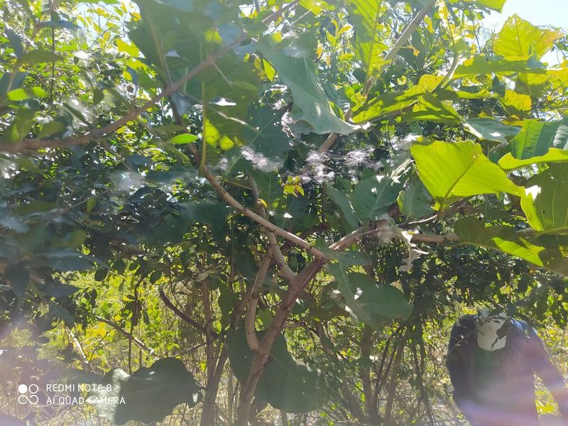 Coccoloba caracasana, photographed by Luis Rubio-Yépez