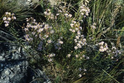 Zyrphelis corymbosa, photographed by Tom Lloyd Evans