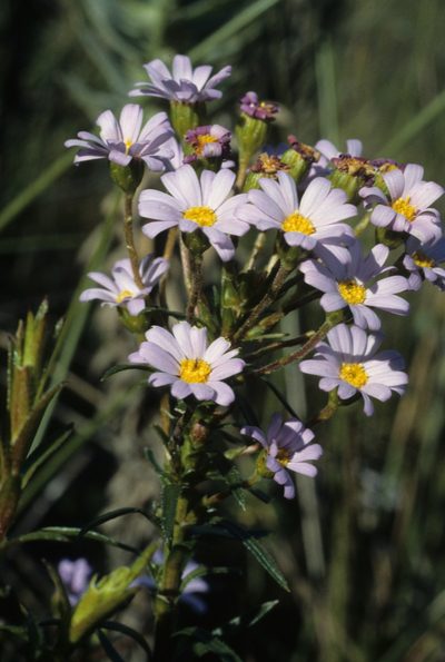 Zyrphelis corymbosa, photographed by Tom Lloyd Evans