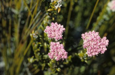Metalasia cymbifolia, photographed by Tom Lloyd Evans