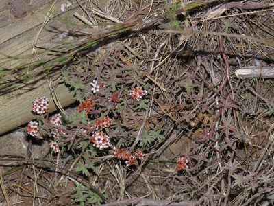 Crassula pruinosa, photographed by Jeremy Gilmore