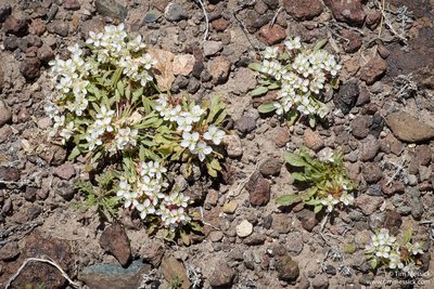 Eremothera nevadensis, photographed by Tim Messick