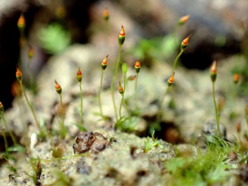 Fissidens exilis, photographed by George Greiff