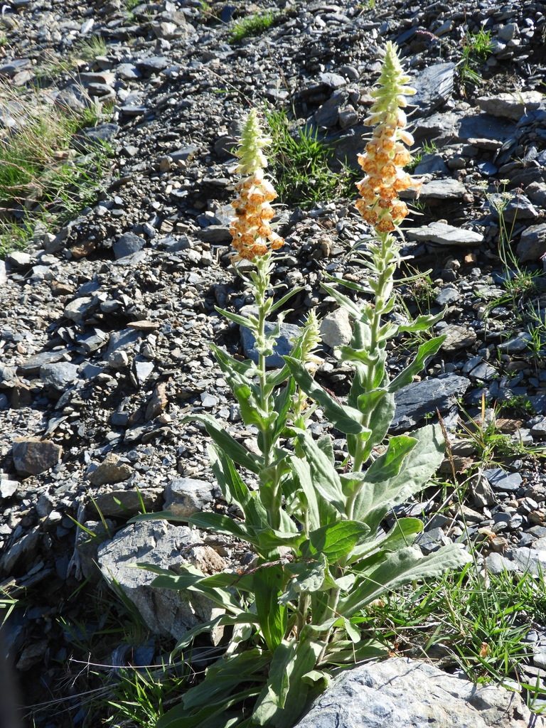 Digitalis viridiflora, photographed by Santiago Martín-Bravo
