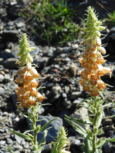 Digitalis viridiflora, photographed by Santiago Martín-Bravo
