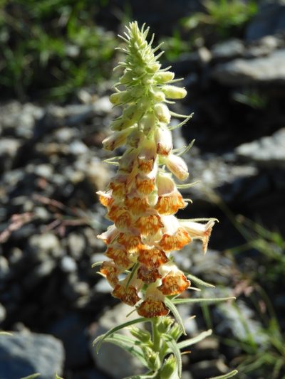 Digitalis viridiflora, photographed by Santiago Martín-Bravo