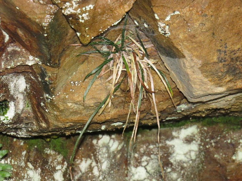 Vittaria isoetifolia, photographed by Jeremy Gilmore