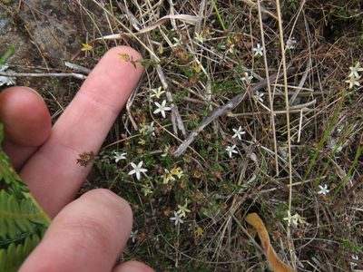 Wahlenbergia parvifolia, photographed by Jeremy Gilmore