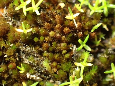 Imbribryum subapiculatum, photographed by George Greiff