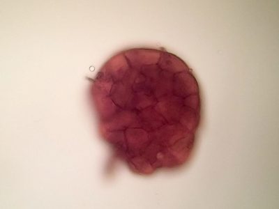 Imbribryum subapiculatum, photographed by George Greiff