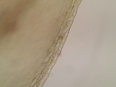Imbribryum subapiculatum, photographed by George Greiff