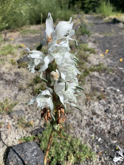 Chloraea piquichen, photographed by nitsuga74
