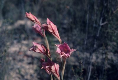 Gladiolus caryophyllaceus, photographed by Tom Lloyd Evans
