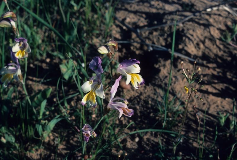 Sparaxis galeata, photographed by Tom Lloyd Evans