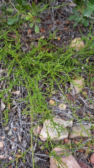 Thesium triflorum, photographed by kevin koen