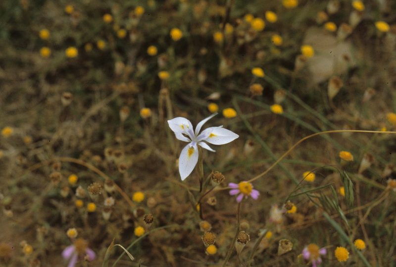 Moraea cedarmontana, photographed by Tom Lloyd Evans