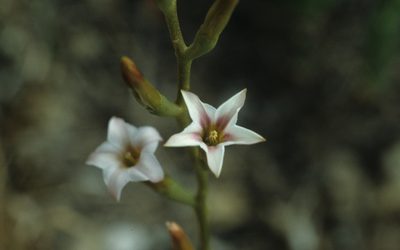 Adromischus caryophyllaceus, photographed by Tom Lloyd Evans