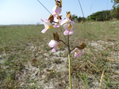 Eulophia cucullata, photographed by Suvarna Parbhoo Mohan