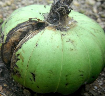 Hura crepitans, photographed by Carlos A. Padrón P.