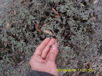 Cistus tauricus, photographed by Михаил Орлов